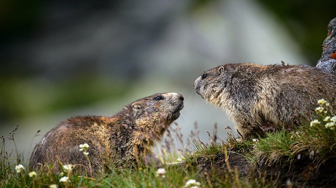 Alpine Whistleblowers - On the Playground of the Marmots - Photos
