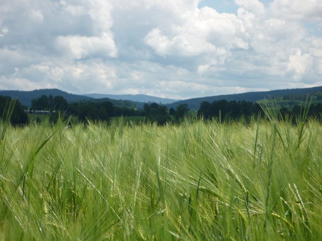 Sommer im Bayerischen Wald - Z filmu