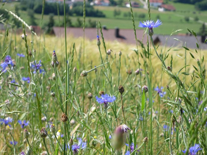 Sommer im Bayerischen Wald - Z filmu