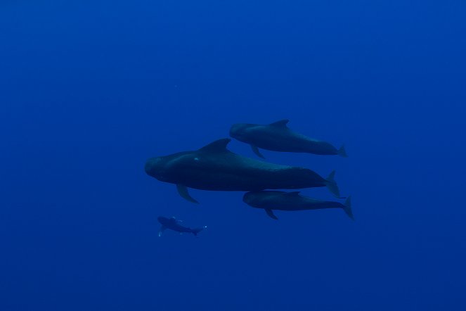 Žralok dlouhoploutvý: Hrozba trosečníků - Z filmu