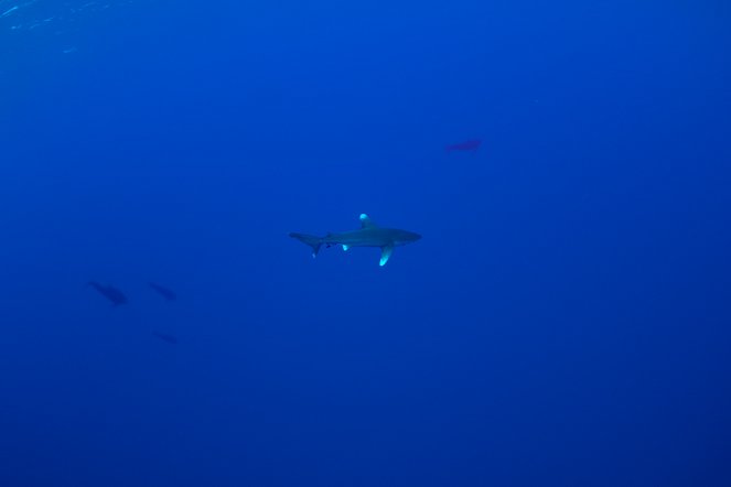 Oceanic Whitetip - The Shipwreck Shark - Filmfotos