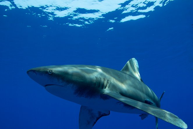 Oceanic Whitetip - The Shipwreck Shark - Filmfotos