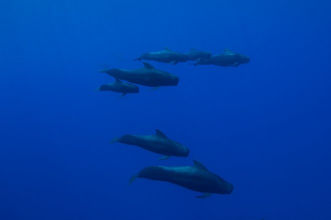 Óceáni fehérfoltú - A hajóroncs cápája - Filmfotók