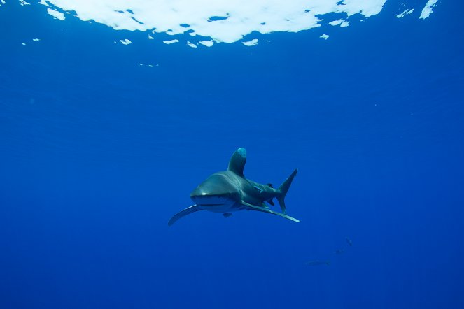 Žralok dlouhoploutvý: Hrozba trosečníků - Z filmu