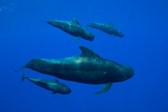 Valkopilkkahai - laivahylkyjen hai - Kuvat elokuvasta