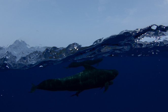 Oceanic Whitetip - The Shipwreck Shark - Filmfotos