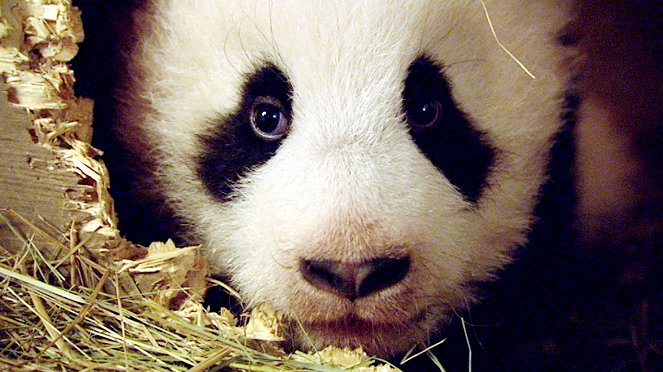 Fu Long - Little Panda, Happy Dragon - Film