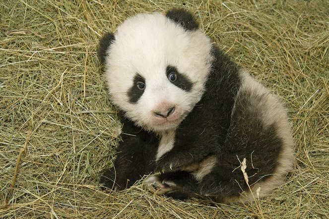 Fu Long - Little Panda, Happy Dragon - Kuvat elokuvasta
