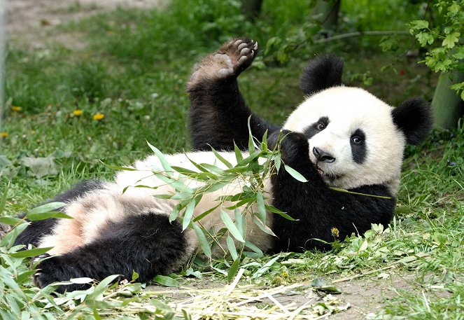 Fu Long - Little Panda, Happy Dragon - De la película
