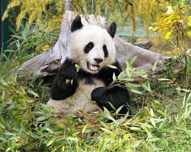 Fu Long - Little Panda, Happy Dragon - Z filmu