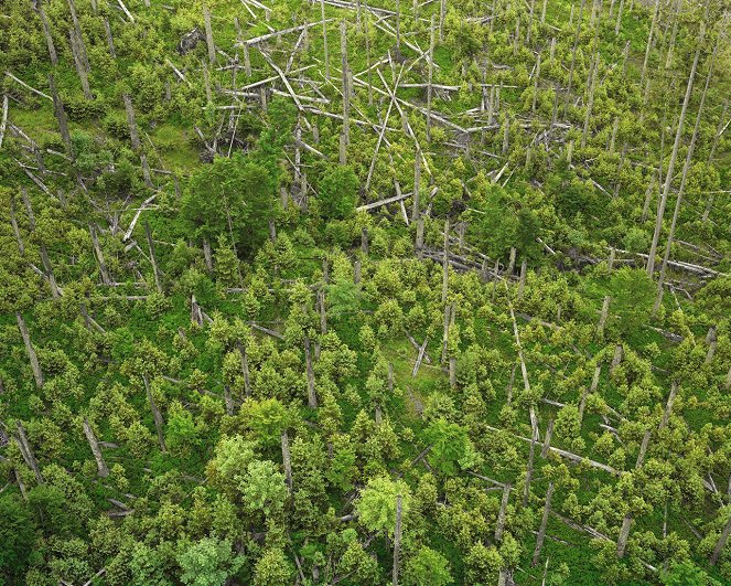 Wildes Bayern - Geburt eines Urwaldes - Kuvat elokuvasta