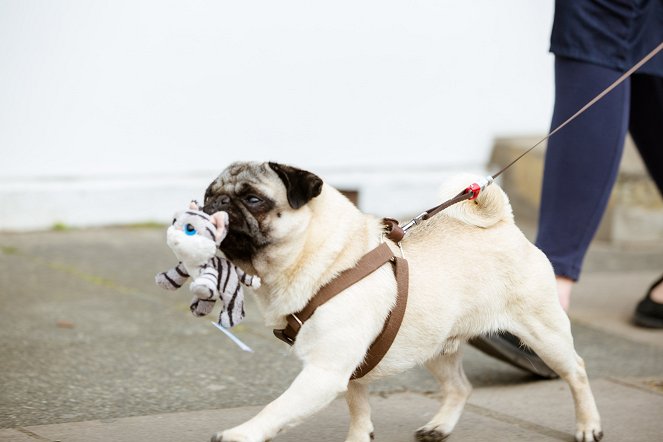 Ein Mops zum Verlieben - Filmfotos