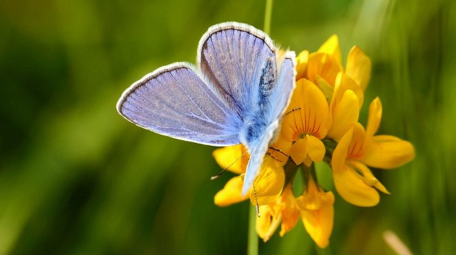 Wer rettet die Wiesen für Schmetterling & Co.? - Unterwegs im Westen - De filmes