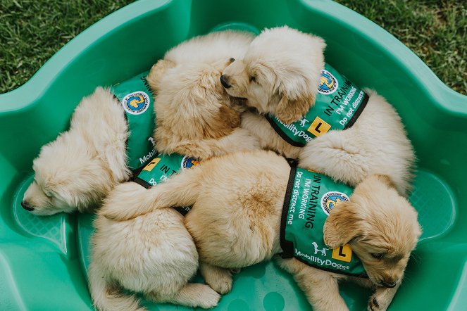 Dog Squad - Puppy School - Photos
