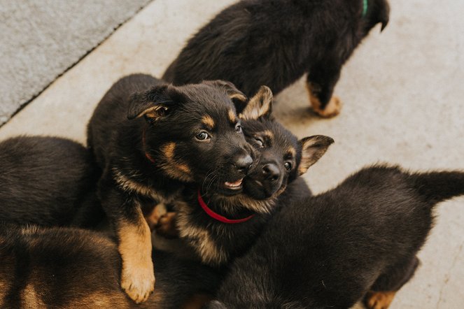 Dog Squad - Puppy School - Photos