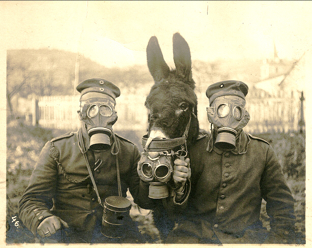 Animals in the Great War - Photos