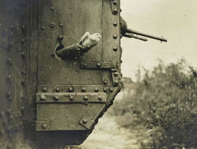 Animals in the Great War - Photos