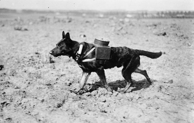 Animali nella Grande Guerra - Filmfotók