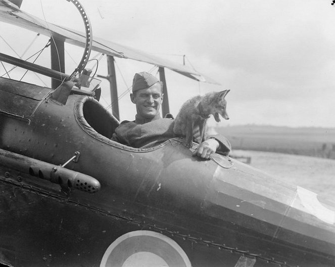 Zvířata v první světové válce - Z filmu