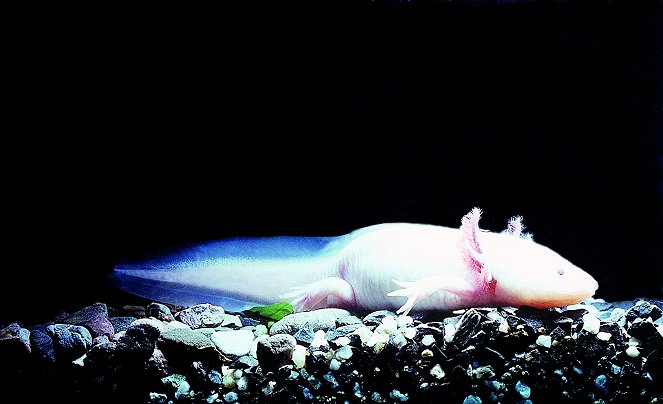 Universum: Die Nacht der Salamander - Filmfotos