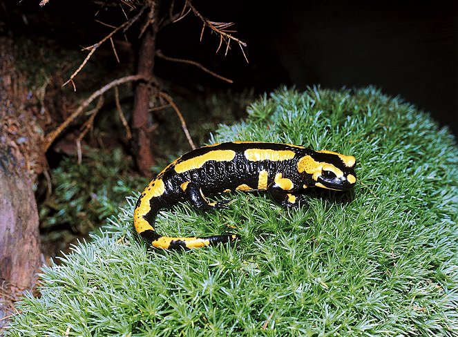 Universum: Die Nacht der Salamander - Photos