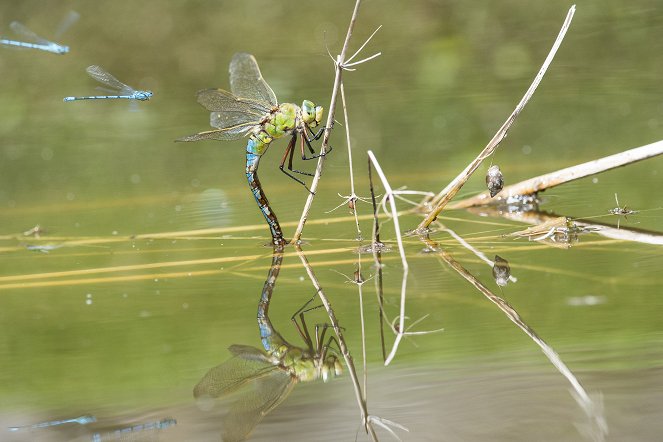 Dragons & Damsels: Ultimate Insects - Photos