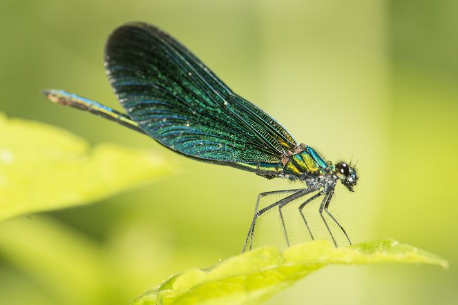 Dragons & Damsels: Ultimate Insects - Photos