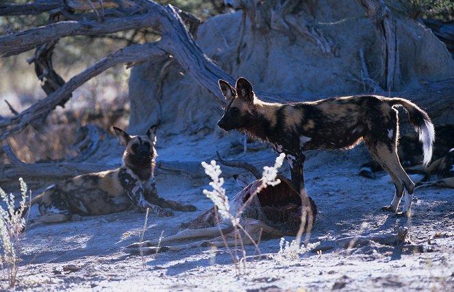 Planet Earth - Season 1 - From Pole to Pole - Photos