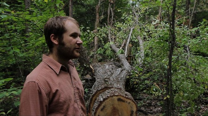 Wood - Der geraubte Wald - Van film