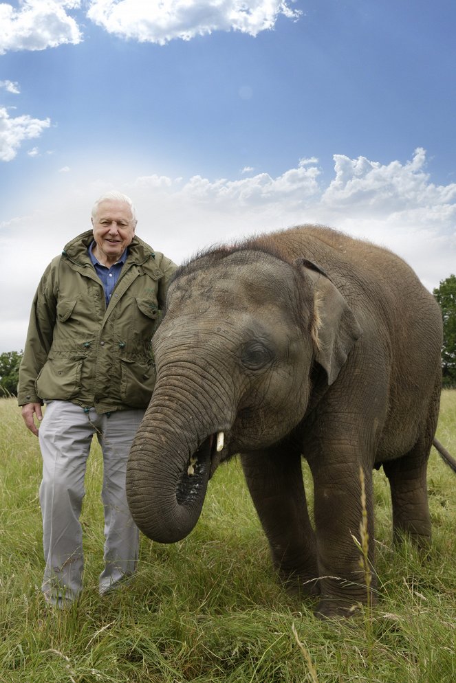 Attenborough and the Giant Elephant - Kuvat elokuvasta - David Attenborough