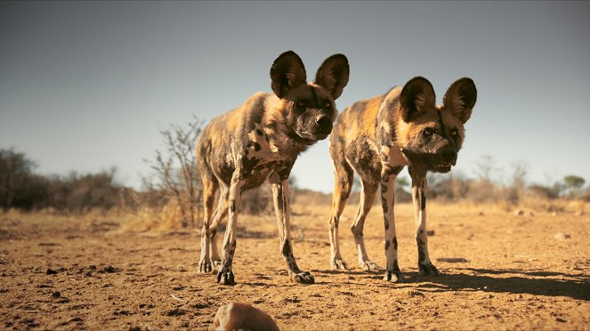Dogs: An Amazing Animal Family - Van film