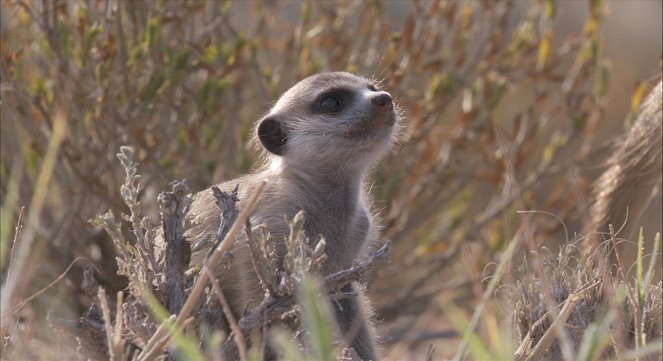 Planet Earth Live - Do filme