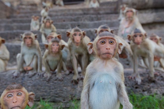 Monkeys Revealed - Do filme