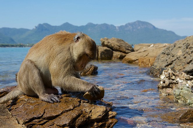 Monkeys Revealed - Van film