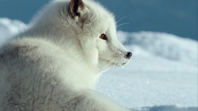 Kutyák: egy elképesztő állati család - Filmfotók