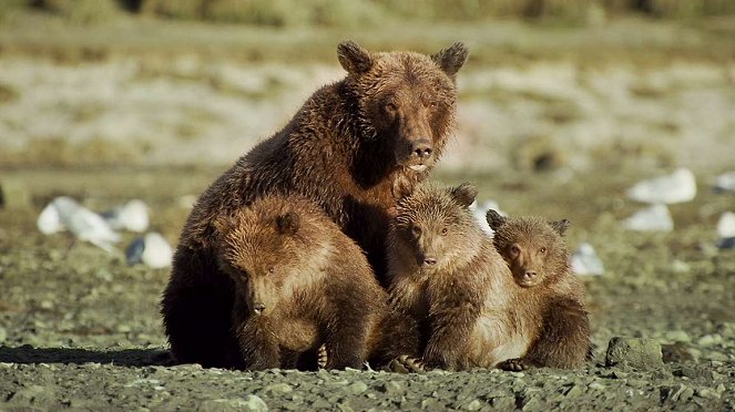 Naši bratři medvědi - Z filmu
