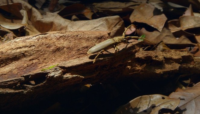 À la reconquête des forêts - Guyane, l’eldorado vert - Film