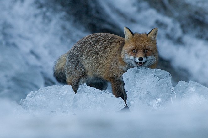 A Foxes' Tale - Photos