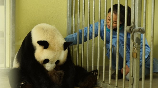 Petit panda deviendra grand - De la película