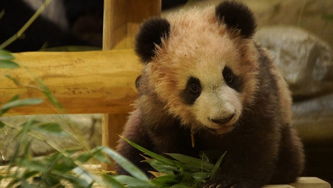 Petit panda deviendra grand - Filmfotók