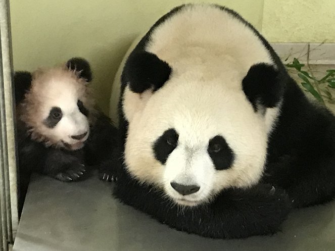 Petit panda deviendra grand - Z filmu