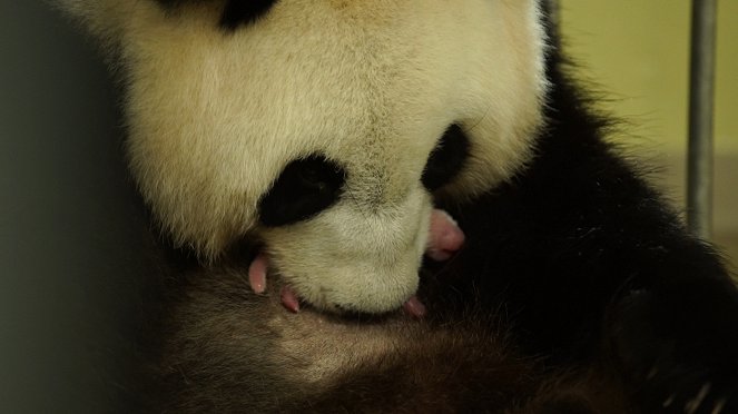 Petit panda deviendra grand - Filmfotos