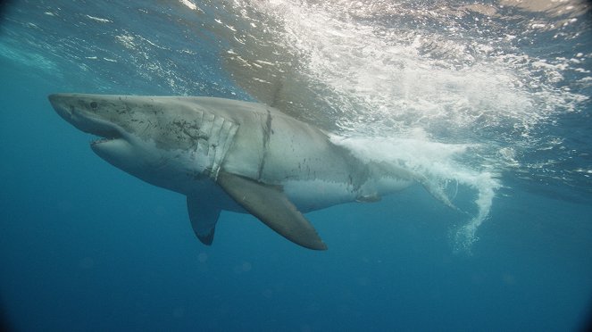 Jaws of the Deep - Kuvat elokuvasta