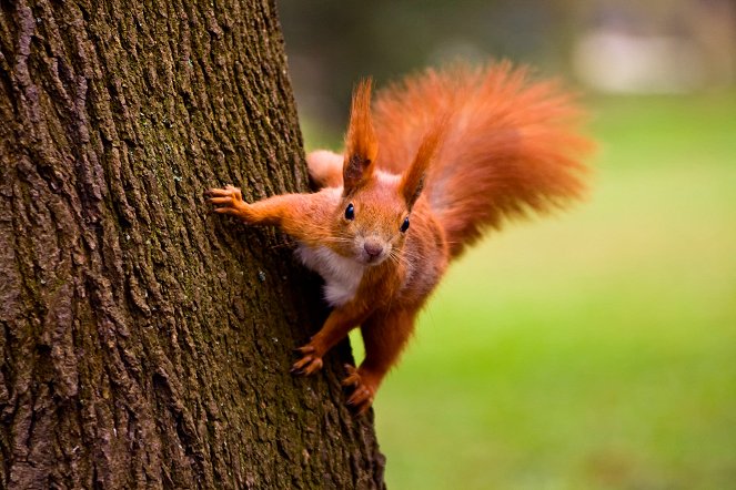 The Natural World - Super Squirrels - Film