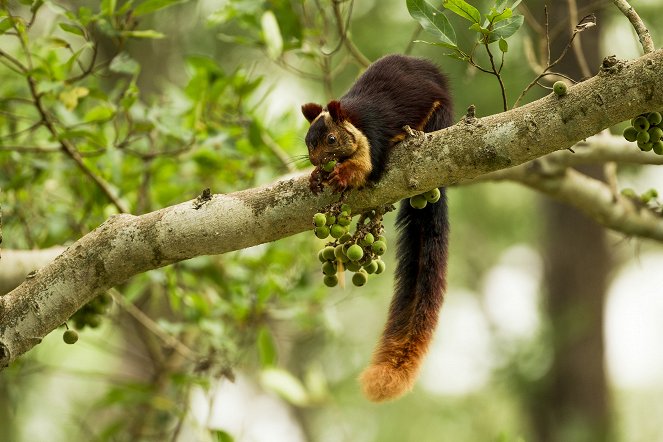 The Natural World - Super Squirrels - Photos
