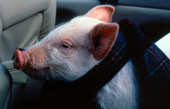 My Brother the Pig - Kuvat elokuvasta