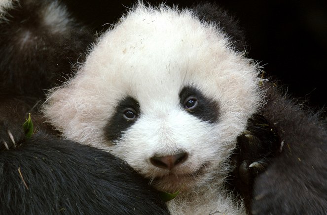 Panda Goes Wild - Photos