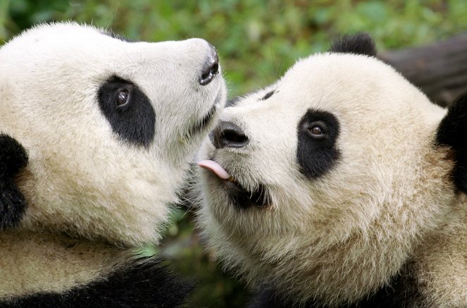 Der Große Panda - Filmfotos