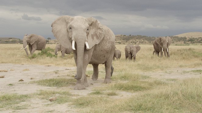 When Whales Walked: Journeys in Deep Time - Photos