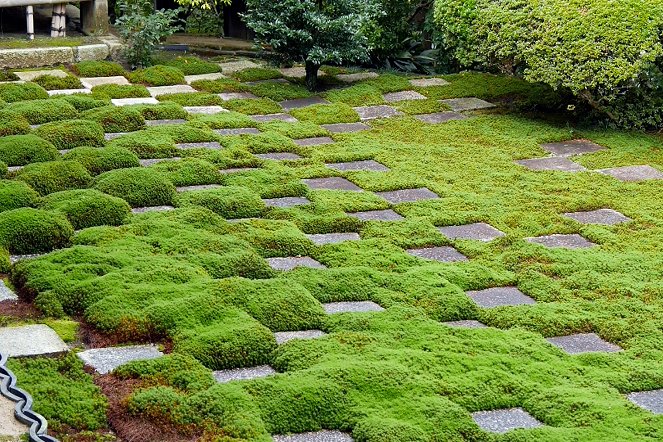 Amazing Gardens - Daitoku-ji & Tofuku-ji - Photos